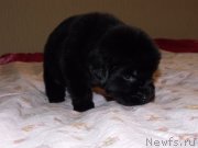 Превью фото № 119624