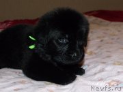 Превью фото № 119641