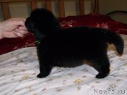 Превью фото № 119642