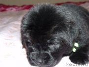 Превью фото № 119646