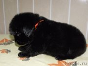 Превью фото № 119652