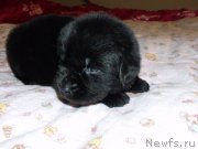 Превью фото № 119655