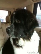 Превью фото № 119674