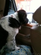 Превью фото № 119677