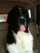 Превью фото № 119678