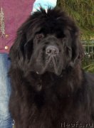 Превью фото № 119702