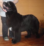 Превью фото № 119703