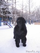 Превью фото № 119721