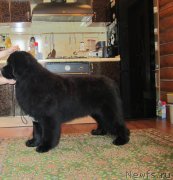 Превью фото № 119842