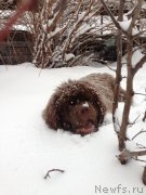 Превью фото № 119869