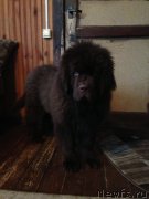 Превью фото № 119871