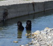 Превью фото № 119904