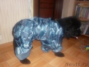 Превью фото № 119919