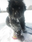 Превью фото № 119921