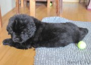 Превью фото № 119984