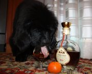 Превью фото № 119996