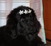 Превью фото № 120002