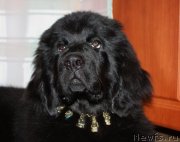 Превью фото № 120003