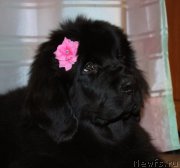 Превью фото № 120008