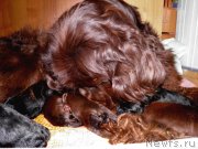 Превью фото № 120009