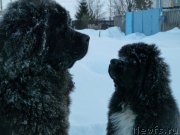 Превью фото № 120057