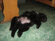 Превью фото № 120074