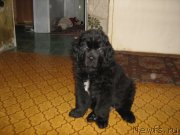 Превью фото № 120075