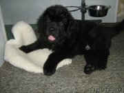 Превью фото № 120080