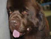 Превью фото № 120111