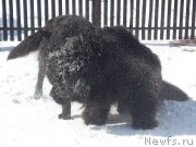 Превью фото № 120223