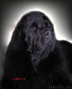 Превью фото № 120226