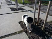 Превью фото № 120246