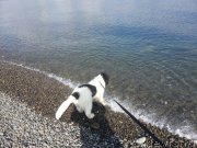 Превью фото № 120248