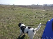 Превью фото № 120250