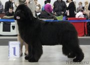 Превью фото № 120276