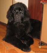 Превью фото № 120282