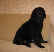 Превью фото № 120283