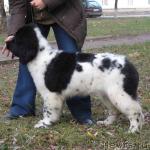 Превью фото № 1203