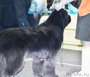 Превью фото № 120303