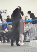 Превью фото № 120318