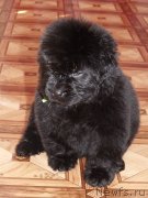 Превью фото № 120419