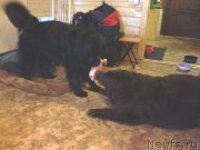 Превью фото № 120440