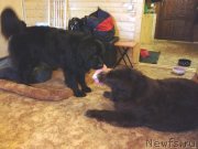 Превью фото № 120441