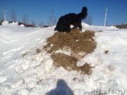 Превью фото № 120460