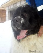 Превью фото № 120494