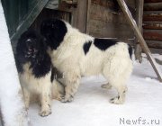 Превью фото № 120497