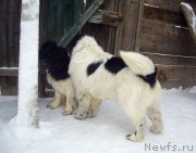 Превью фото № 120498