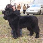 Превью фото № 1205