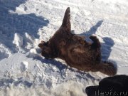 Превью фото № 120514