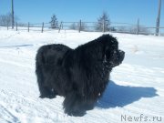 Превью фото № 120543